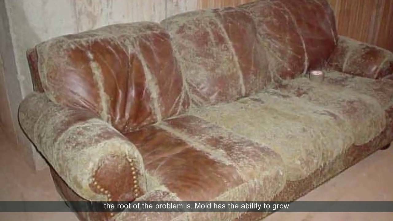 a leather sofa full of mold.