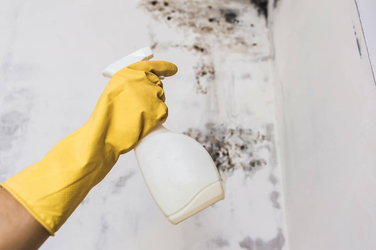 close shot of a hand with spray bottle, spraying a mold removal solution on mold on a wall.