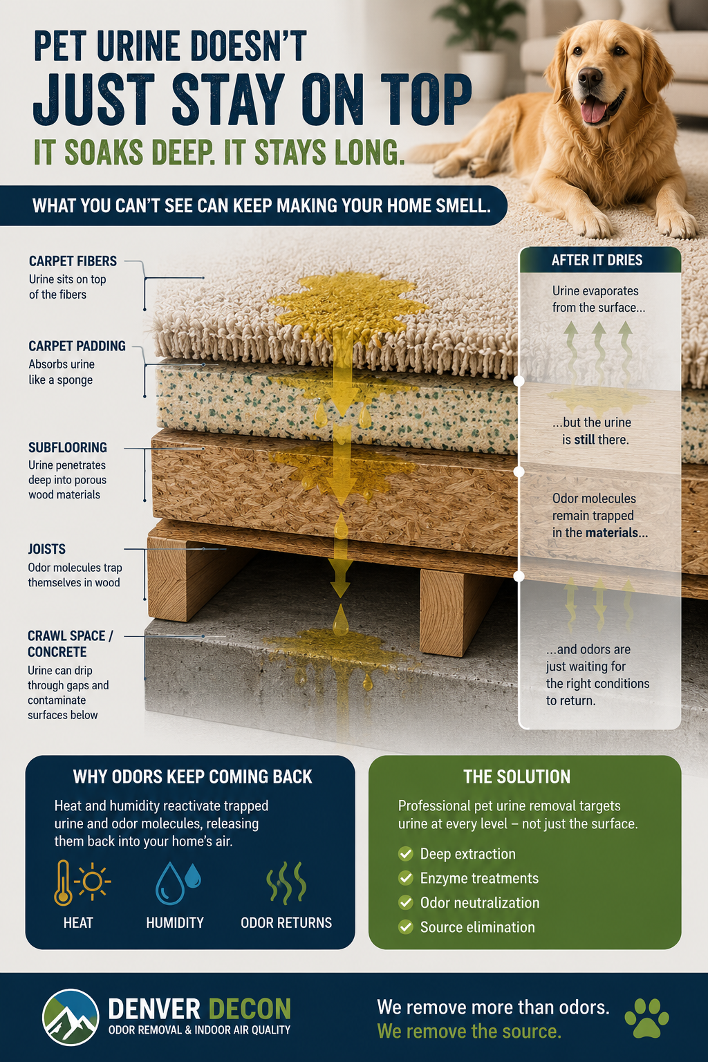 image showing the layers of your home that are affected by pet urine even when you think you have removed it from the surface it still deeply penetrates.