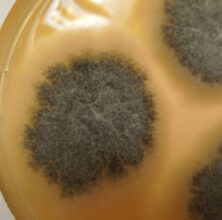 Chaetomium-Mold