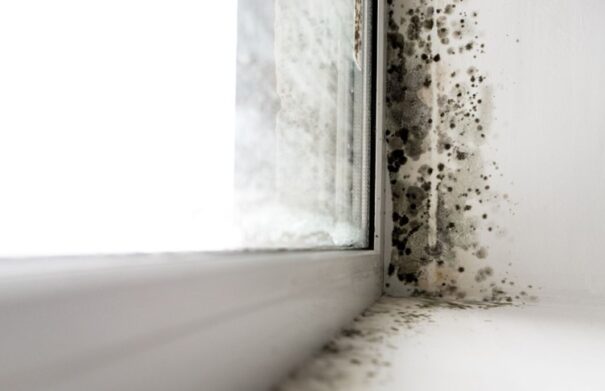 Mold appears on a window sill