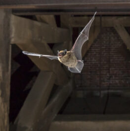 Bat in attic