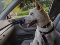 a dog sitting in car