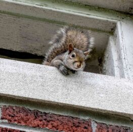 squirrel in house